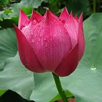 Fancy Lotus Plant